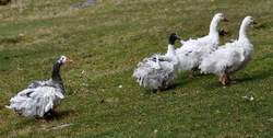 Patos punkies debido al viento